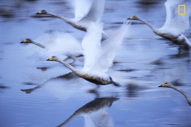 “To Live”, bức ảnh chụp bầy thiên nga của nhiếp ảnh gia Hiromi Kano giành vị trí thứ 2 cho chủ đề thiên nhiên.