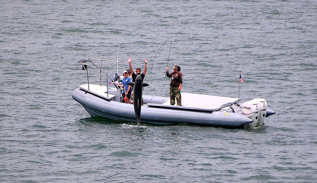 
Sau khi trải qua quá trình huấn luyện, cá heo sẽ được đưa tới các cơ sở của hải quân Mỹ để làm nhiệm vụ bảo vệ. Loại vũ khí “công nghệ thấp” này tỏ ra rất hiệu quả trong lĩnh vực chúng được đào tạo.
