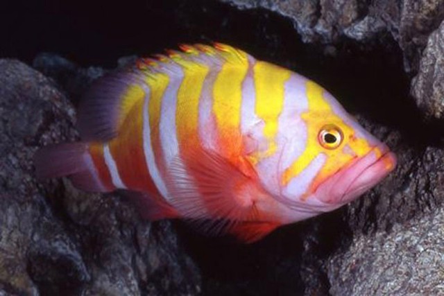 
Cá mú Neptune là loài cá tuyệt đẹp. Trong quá trình trưởng thành, màu sắc trên cơ thể chúng có sự  thay đổi từ màu vàng cam thành màu hồng rực rỡ. (6.000 USD/con)
