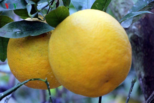 
Những năm gần đây, cam Xã Đoài thường có giá mỗi quả từ 50.000 đồng đến 100.000 đồng. Toàn xã Nghi Diên có khoảng 17 ha trồng cam Xã Đoài.
