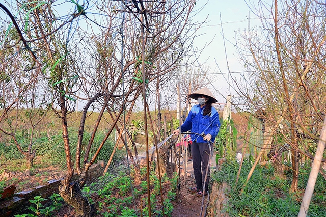 Theo một chủ vườn tại Nhật Tân, đến thời điểm hiện tại những công đoạn cuối cùng để hoàn thành một cây đào bán ra thị trường đã xong.