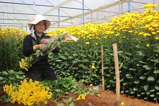 Nhiều nhà vườn trồng hoa tại Đà Lạt phấn khởi vì giá hoa cúc đang tăng mạnh. Ảnh: Lâm Di.