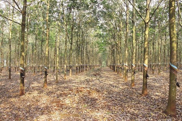 Toàn tỉnh Bà Rịa - Vũng Tàu có hơn 20.000 ha trồng cao su.