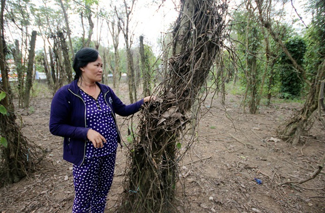 
Vườn tiêu của bà Nguyễn Thị Mười chết hàng loạt
