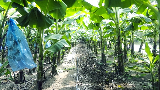   Chuối cấy mô của nông dân Nông trường sông Hậu được trồng theo quy trình khép kín đạt chuẩn quốc tế.  