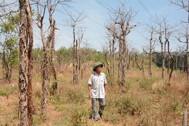 
Nông dân Lê Văn Láng bên vườn tiêu chết khô
