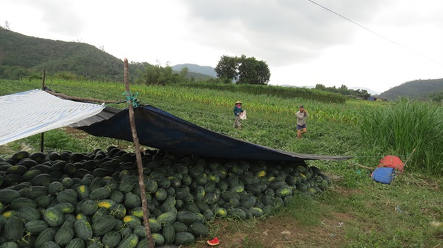 
Nông dân ở khu phố Long An, thị trấn La Hai (huyện Đồng Xuân), thu hoạch dưa hấu
