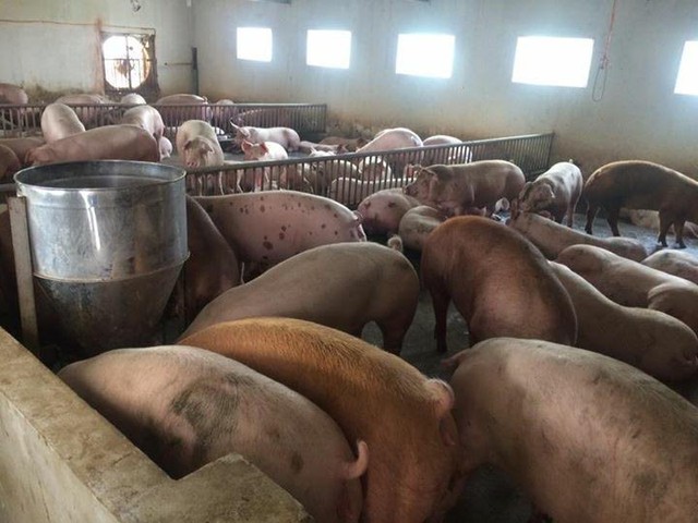 
Người chăn nuôi lợn đang đứng bên bờ vực phá sản khi giá lợn giảm mạnh
