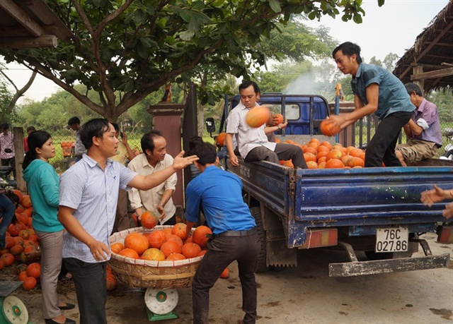 
Liên Đoàn lao động huyện Bình Sơn phối hợp với các phòng, ban trong huyện thu mua bí đỏ cho nông dân xã Bình Mỹ
