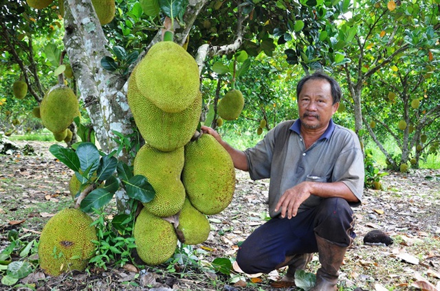 
Lão nông Trần Minh Chánh bên cây mít Thái lá bàng trĩu quả
