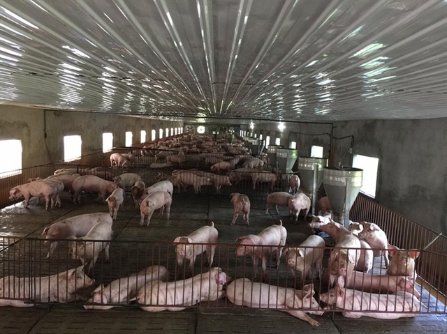 
Chăn nuôi lợn công nghiệp cần tái cơ cấu giai đoạn 2 theo hướng hạ giá thành và siết chặt các điều kiện quy định về chăn nuôi
