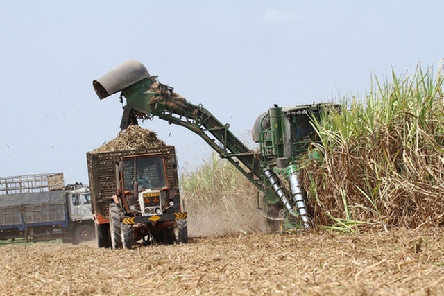 
Ngành mía đường không cạnh tranh được với hàng nước ngoài do giá thành cao
