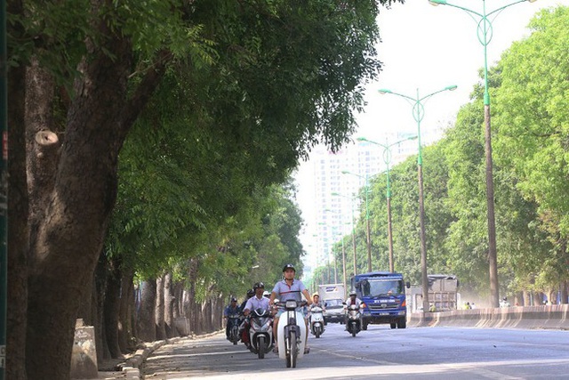 Hàng cây xanh bên đường Phạm Văn Đồng.