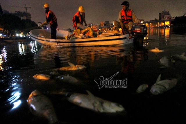 
Công nhân vớt xác cá chết trong đêm tại hồ Hoàng Cầu. Ảnh: Phạm Hải
