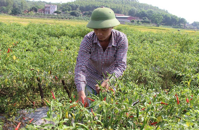 
Dù mới phát triển nhưng cây ớt đã đem lại hiệu quả cao cho nông dân huyện Phú Bình
