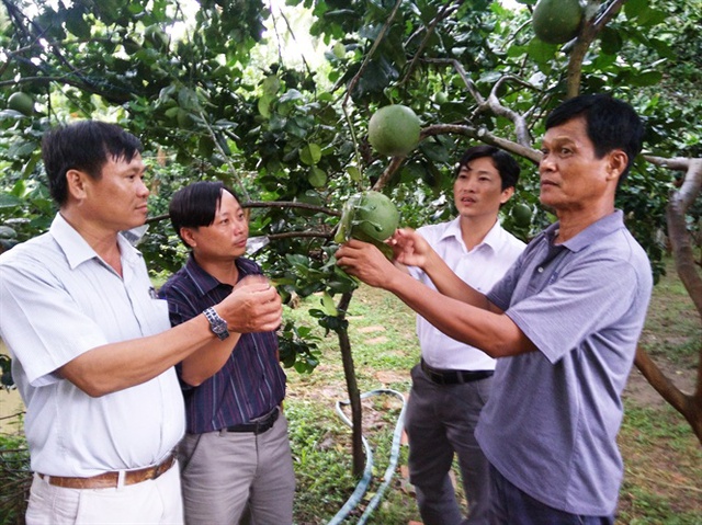   Vườn bưởi da xanh sản xuất theo quy trình VietGAP đang được cơ sở Hương Miền Tây bao tiêu sản phẩm  