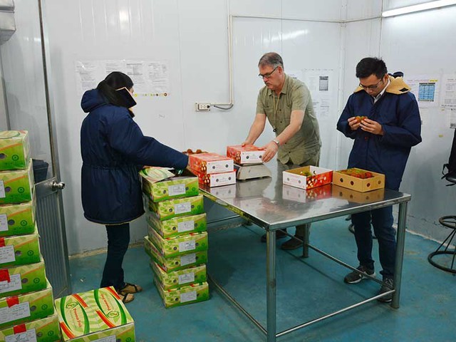 
Chuyên gia của Cục Quản lý thực phẩm và dược phẩm Mỹ (FDA) đang kiểm tra trái cây Việt trước khi đưa vào chiếu xạ. Ảnh: QUANG HUY
