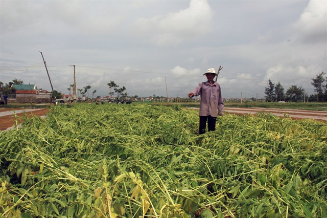 2.000ha vừng ở Diễn Châu gần như mất trắng