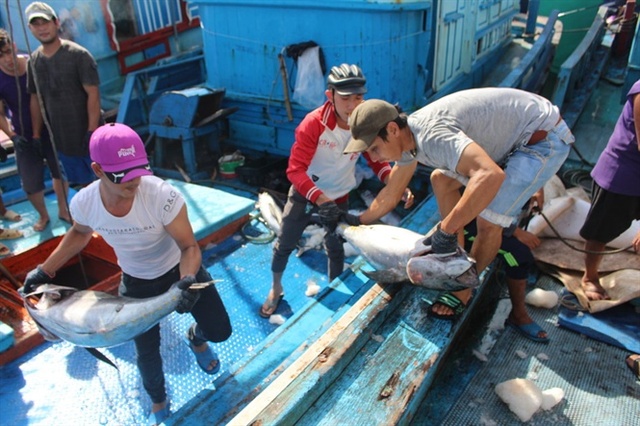 Thời gian gần đây, các tàu khai thác cá ngừ đại dương ở Khánh Hòa đều lâm vào cảnh thua lỗ 