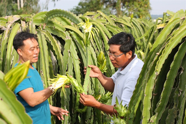   Nông dân chăm sóc vườn thanh long mùa thuận  