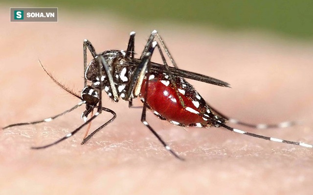 
Muỗi gây sốt xuất huyết đẻ trứng rất nhanh
