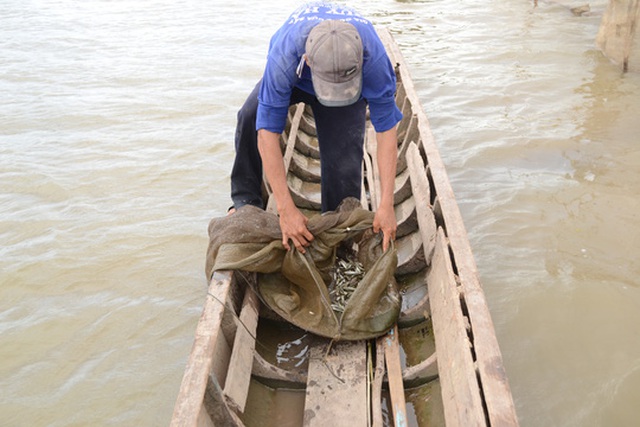 Tình trạng đánh bắt cá linh non đầu mùa lũ theo kiểu tận diệt ở An Giang đã giảm đáng kể sau khi tỉnh ban hành lệnh cấm