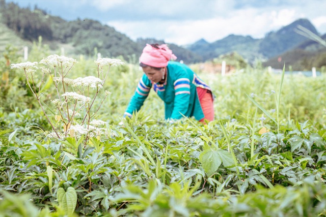 
Khí hậu và thổ nhưỡng vùng cao của Việt Nam thích hợp cho nhiều loại dược liệu quý. Trong ảnh: Vùng trồng dược liệu tại tỉnh Lào Cai Ảnh: Việt Lan
