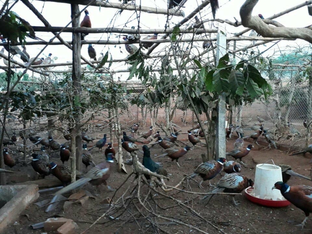 
Từ việc nuôi thử vài cặp chim trĩ, đến nay anh Thiện đã có đàn chim trĩ 5.000 con
