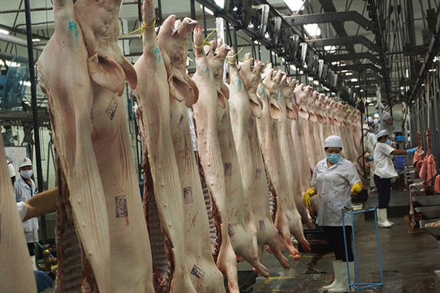   TP.HCM cần có nhà máy giết mổ công nghiệp hiện đại đi vào hoạt động để đảm bảo vấn đề an toàn vệ sinh thịt heo đến tay người tiêu dùng, góp phần phục hồi ngành chăn nuôi.  