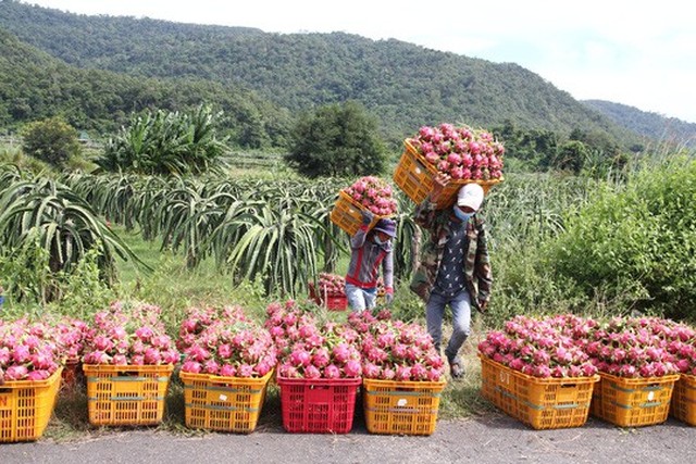 Dù giá thanh long xuống thấp, nhiều nhà vườn bấm bụng thuê công nhân hái để xuất bán.