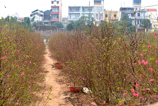 Đào nở sớm, nông dân trồng đào khóc ròng