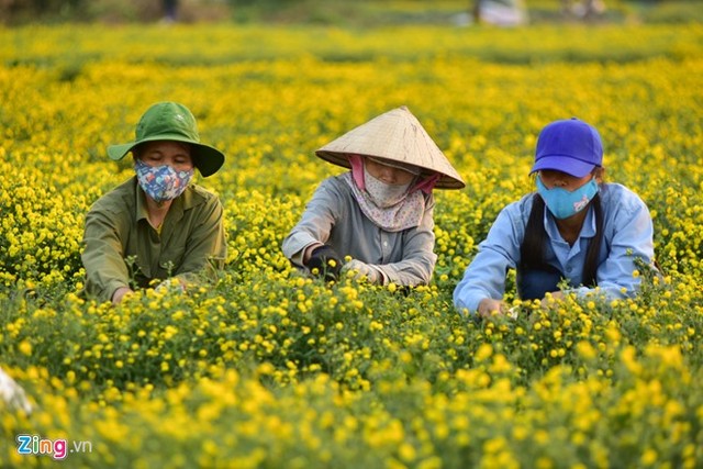   Đây là loại hoa người dân địa phương trồng để làm thuốc từ hàng trăm năm trước. Tác dụng chính của hoa cúc chi là thanh nhiệt, giải độc.  