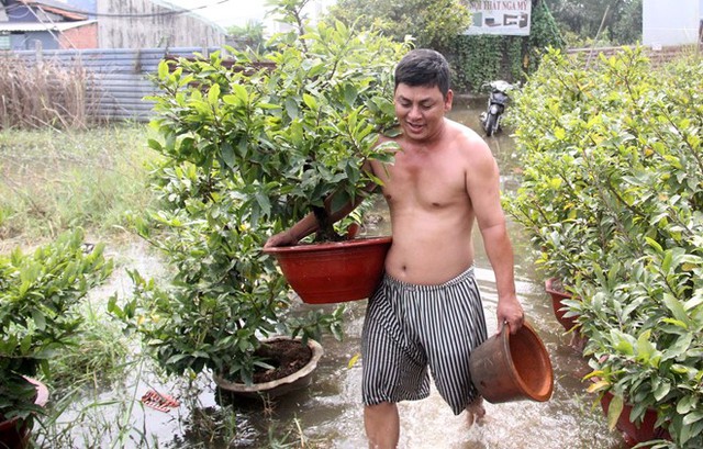   Người dân bê các chậu mai kê lên cao hơn để chống ngập. Ảnh: Lê Trai.  