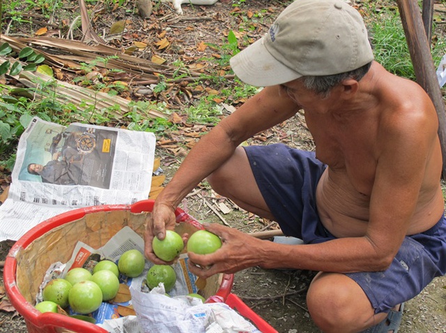   Ông Thái Văn Danh cho biết, vú sữa bán ra chưa đủ tiền vốn đầu tư khiến thu nhập bị giảm rất nhiều so với năm ngoái.  