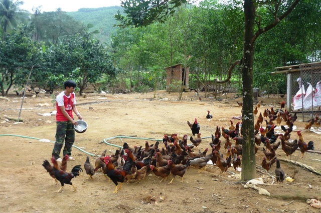 Chăn nuôi gà tại một hộ gia đình ở xã Ân Tường Tây (huyện Hoài Ân).