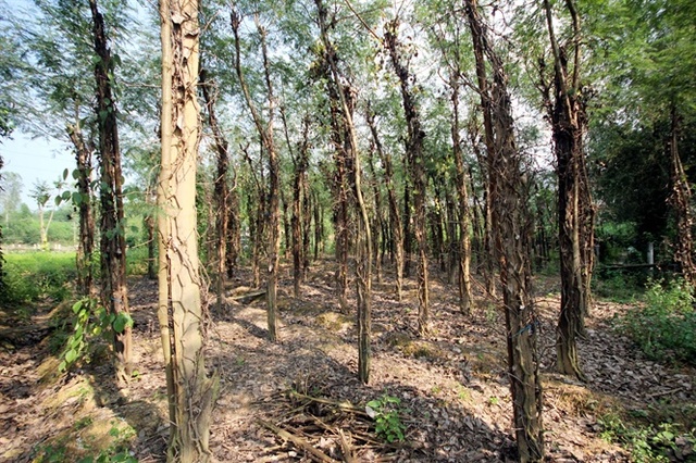 
Nhiều vườn tiêu ở xã Duy Phú chết bị chết khô do bệnh chết nhanh
