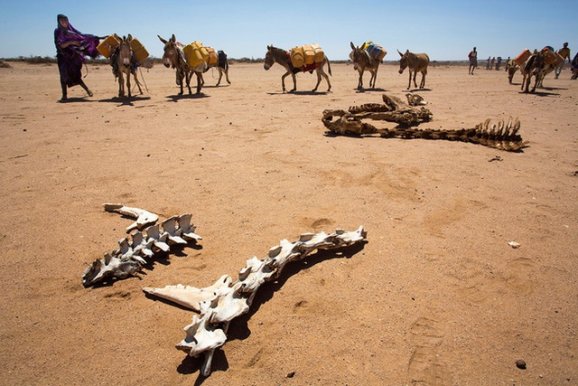 Một người phụ nữ dẫn đàn lừa của mình thồ đầy can nước băng qua xác của các con vật bị chết do hạn hán nghiêm trọng ở làng Baligubadle gần Hargeisa, Somaliland.