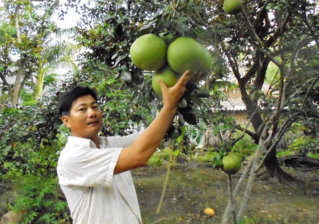 
Cần liên kết trong sản xuất cây ăn trái để giảm giá thành sản phẩm
