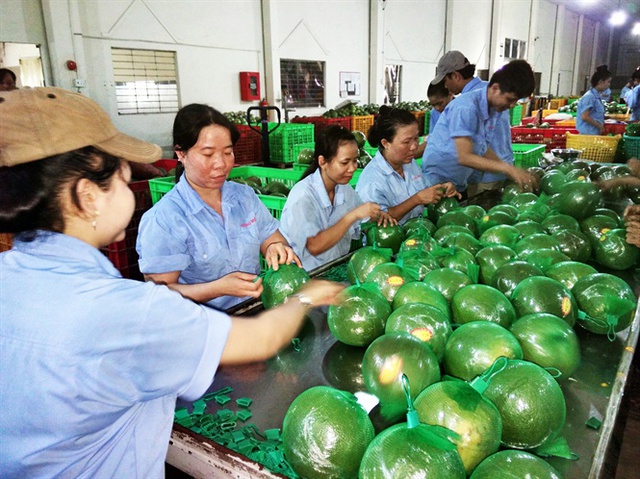 
Sơ chế phân loại bưởi da xanh xuất khẩu tại cơ sở Hương Miền tây
