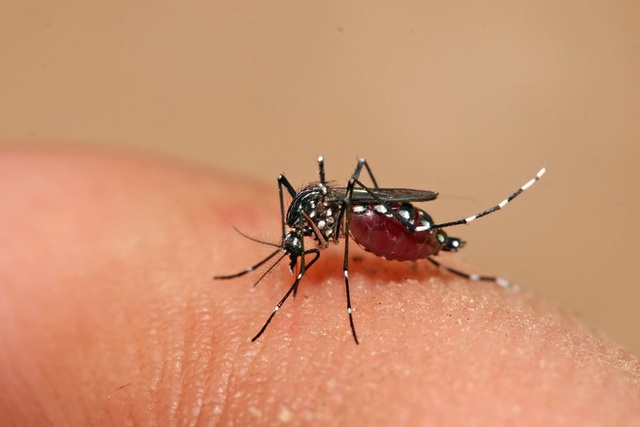 
Sốt xuất huyết tà một bệnh truyền nhiễm cấp tính do siêu vi trùng tên là Dengue (Đăn-gơ) gây ra.
