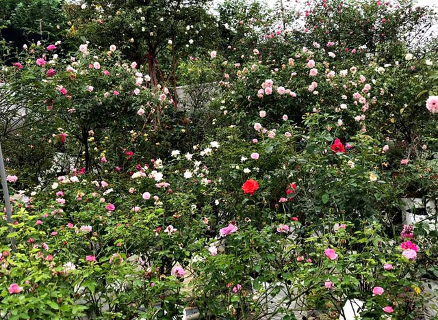   Sau 3 năm, chị Tuyết sở hữu 6.000 gốc hoa hồng các loại  