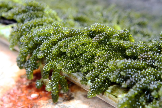 Giá trị dinh dưỡng và những công dụng của tảo biển đối với sức khỏe từ lâu đã không còn xa lạ. (Ảnh: Nguồn Internet).