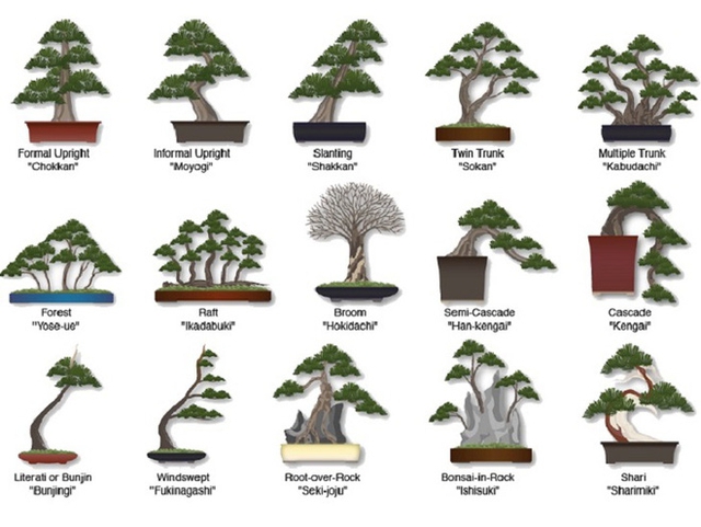 
Những thế bonsai kiểu mẫu.
