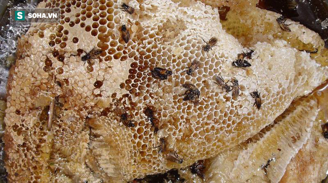 
Không có tài liệu khoa học nào nói mật ong rừng tốt hơn mật ong nuôi cả.
