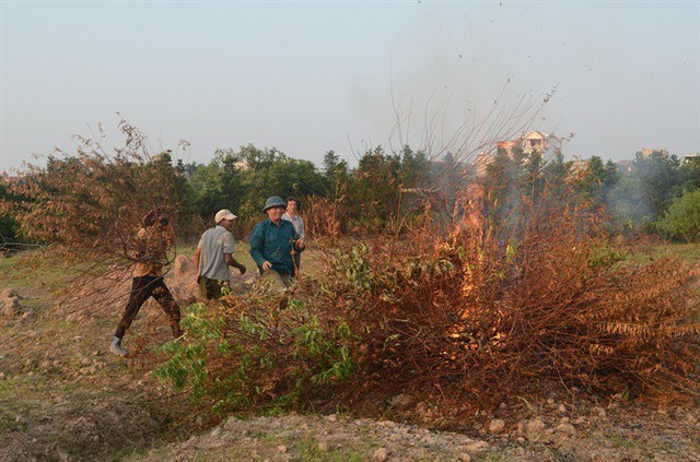  Thân đào chết được nông dân địa phương tập trung để đốt 