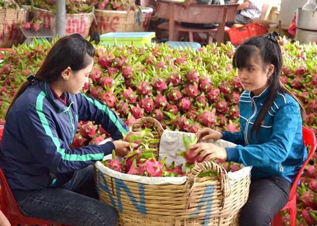 
Xuất khẩu trái cây đang tăng trưởng mạnh trong những năm gần đây
