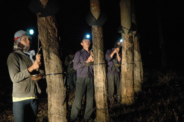 
Công nhân Công ty Cao su Kon Tum khai thác mủ lúc sáng sớm Ảnh: VĂN PHƯƠNG
