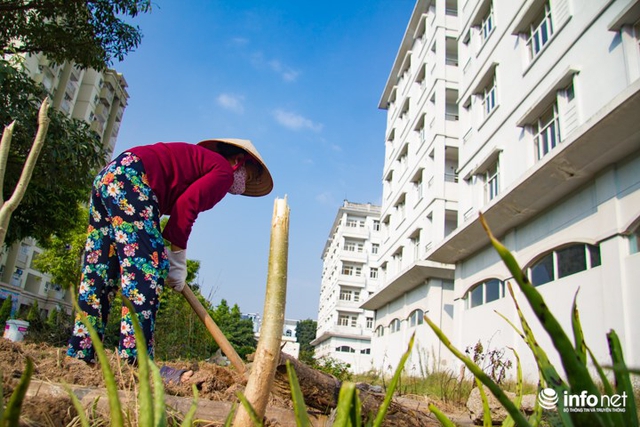 
Người dân tận dụng phần đất xung quanh để trồng rau. Cô Thu (Cư dân khu Phúc Đồng) chia sẻ, những tòa nhà này bị bỏ hoang đã hơn chục năm không có người ở. Vì tiếc phần đất xung quanh nên nhiều hộ gia đình cũng tự tận dụng để trồng thêm rau quả.
