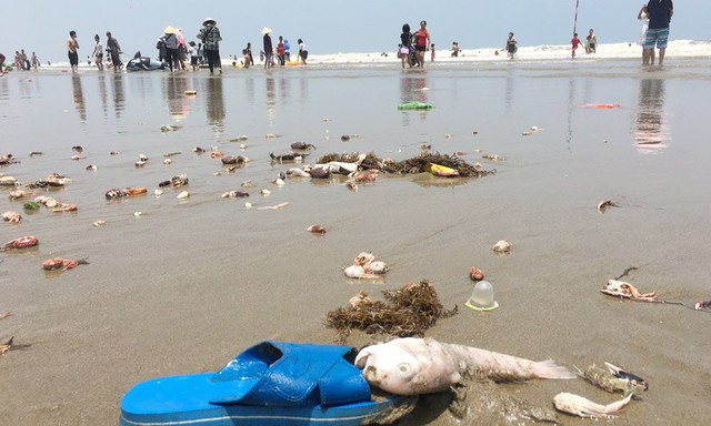 Cả rác cá, cua chết cũng dạt vào bãi biển. Ảnh: Quốc Huy