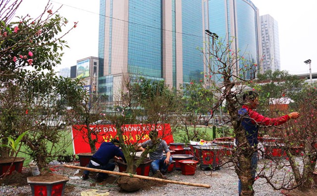 Các nhà vườn bày bán đào tại chợ hoa Thanh Xuân.